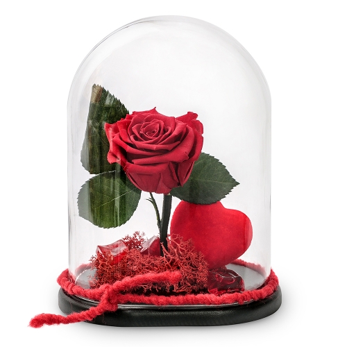 Red forever rose in a glass bell